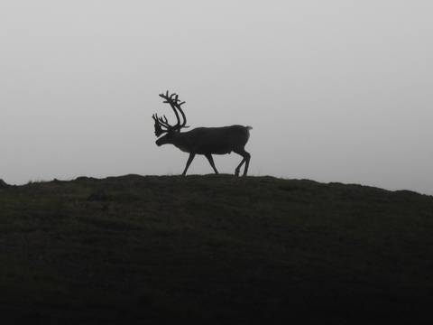       Silhouette of a reindeer on a hill.
  