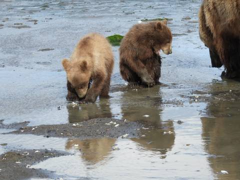       Two bear cubs playing in shallow water.
  