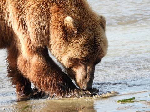       Close-up of a bear searching for food in a river.
  
