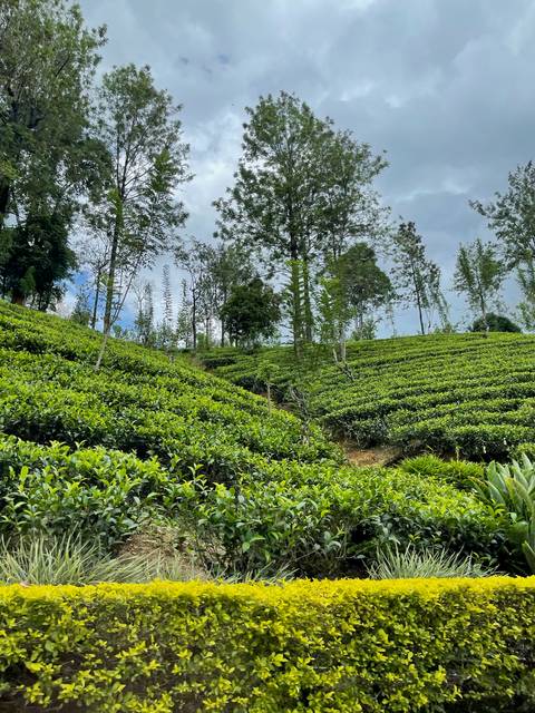 Tea plantation with well-maintained rows of plants.