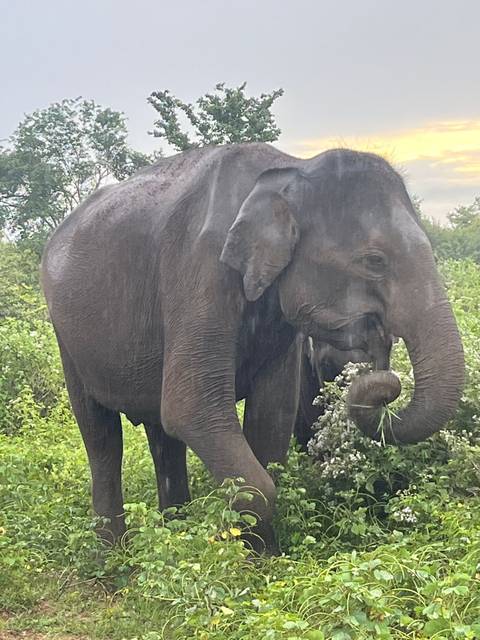       Close-up of an elephant eating vegetation.
  