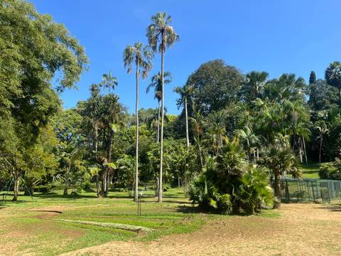       Tall palm trees in a park under a clear blue sky.
  