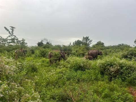       Elephants grazing in lush vegetation under cloudy skies.
  
