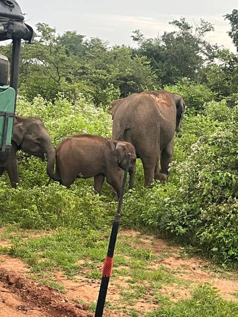       Elephants and a juvenile walking through thick vegetation.
  