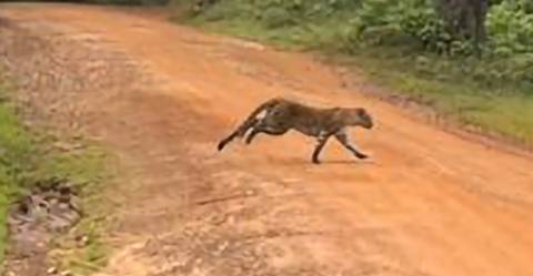       A blurry image of a leopard running across a dirt road.
  