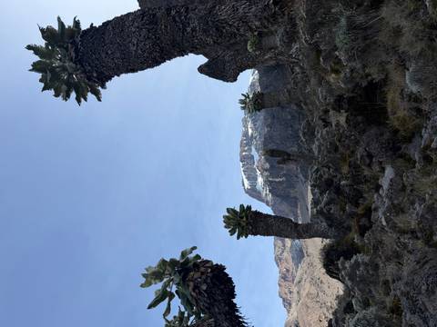 Scenic view of unique flora with a snow-capped mountain in the background.