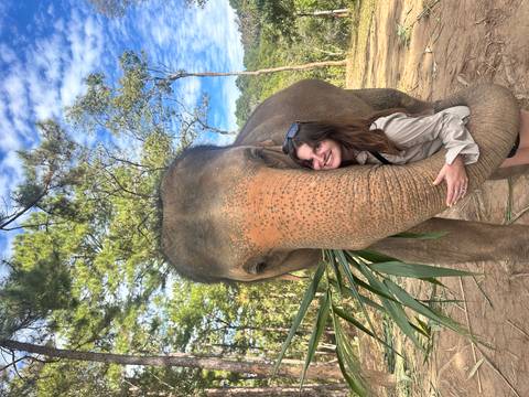       Person hugging an elephant in a forested area.
  