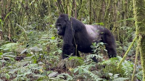 A gorilla in dense forest vegetation