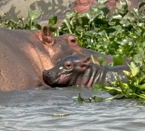 Hippos in water with vegetation around