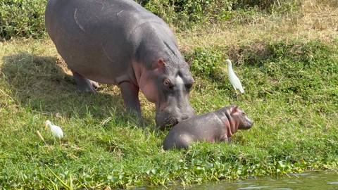       A hippo with a calf and white birds on a grass bank near water.
  