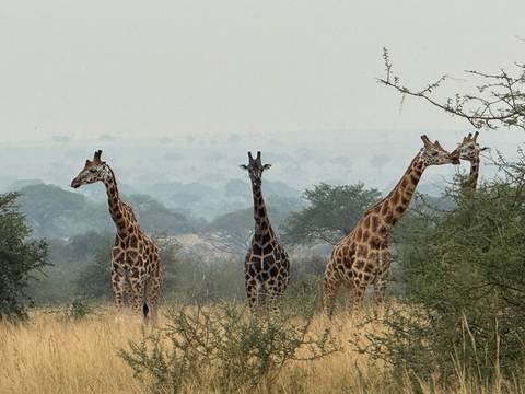 Group of giraffes standing in an open field with trees in the background.