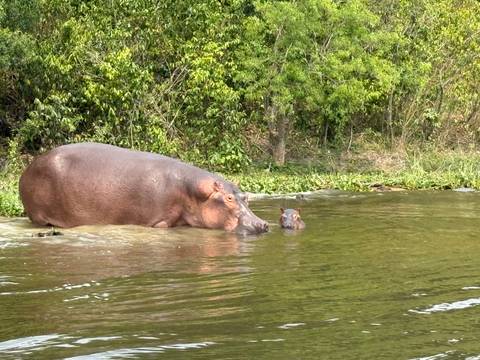 A hippo and calf partially submerged in water near the shore.
