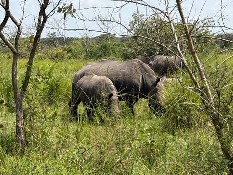 Group of rhinos grazing in a grassy and wooded area.