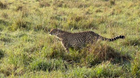       A cheetah walking through tall grass
  