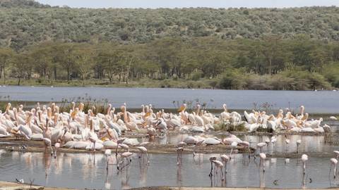       A large group of flamingos by a lake
  