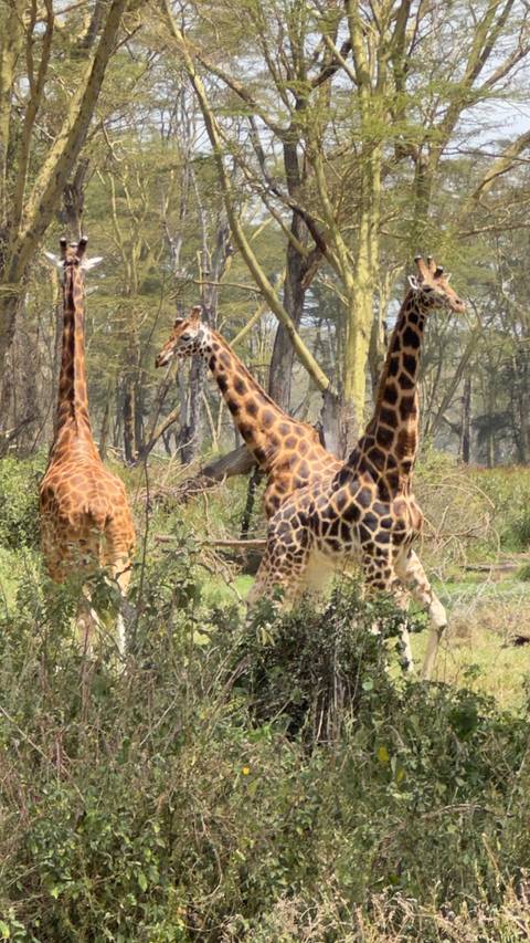      Giraffes walking in the forest
  
