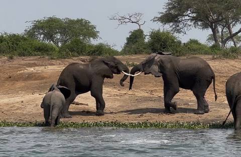      Elephants with a calf near a riverbank.
  