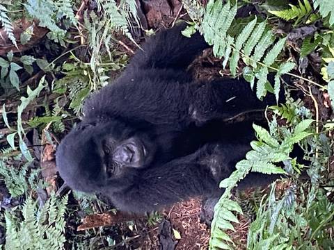 Young gorilla sitting among foliage.