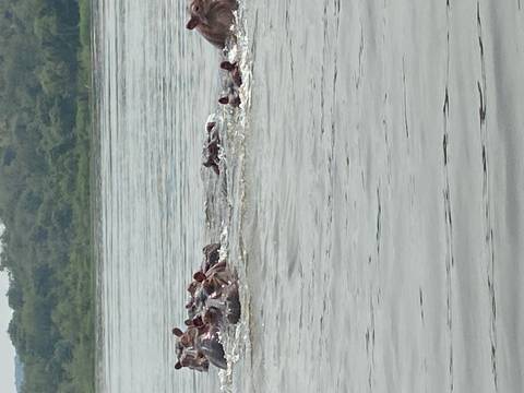 Group of hippos submerged in a large water body.