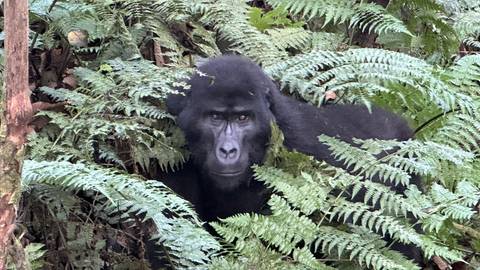 Gorilla peeking through ferns in a jungle environment.