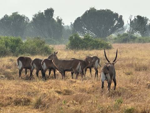 Herd of antelopes grazing in a dry field with tall trees.