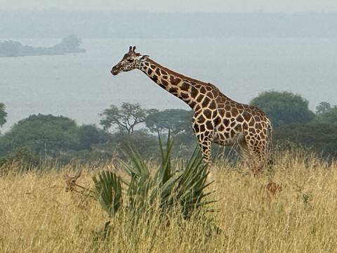 Giraffe standing in a field with trees in the background.