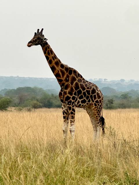 Close-up of a giraffe standing in a field with open skies.