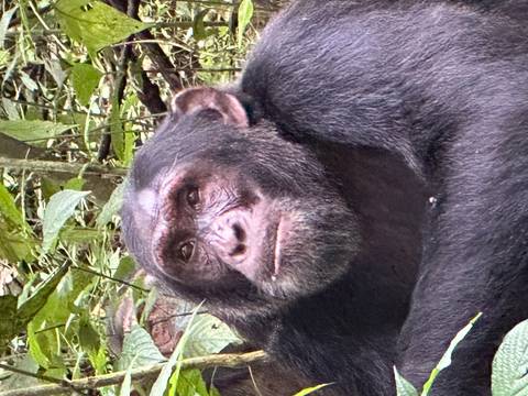 Portrait of a chimpanzee sitting amongst foliage.