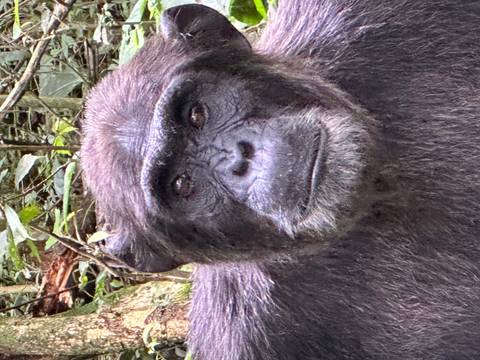       Chimpanzee in forest foliage.
  