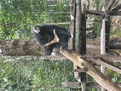       Sun bear climbing wooden branches.
  