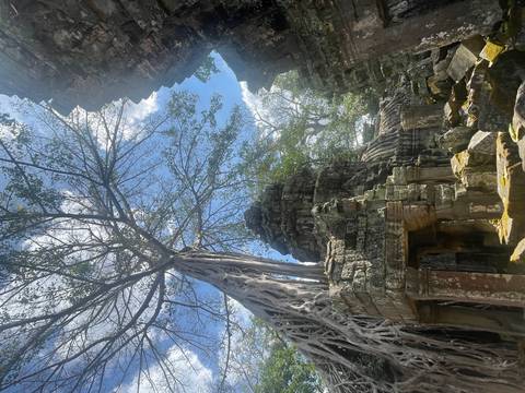 Ancient temple ruins with tree roots growing over structures.