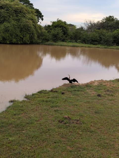 Bird with wings spread near a calm water body.