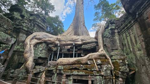 An ancient tree growing over temple ruins.