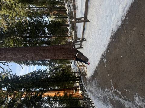 Person hugging a giant tree in a snowy forest.
