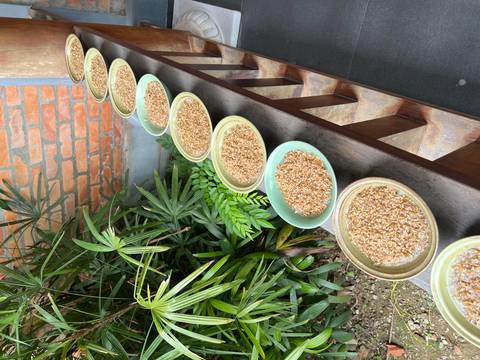 A row of bowls filled with grains displayed outdoors on a wooden ledge.