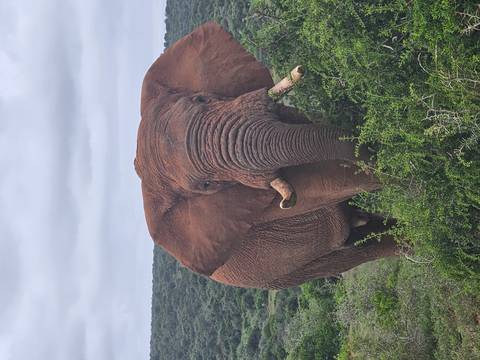       Large elephant in a natural setting with greenery.
  