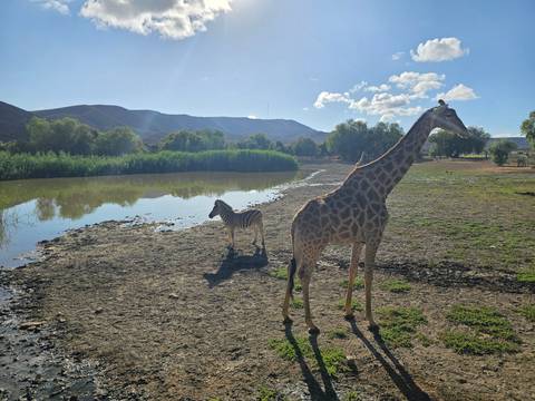       Giraffe and zebra standing near a watering hole.
  