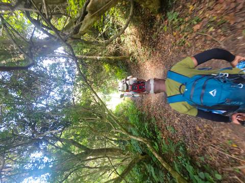       Group of people hiking through a forest trail.
  