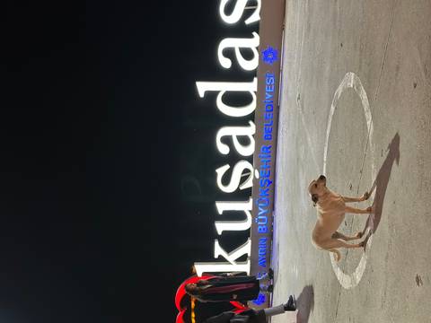 Dog standing near illuminated sign at night.
