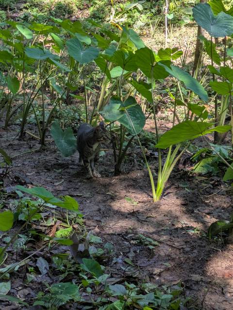 Cat in a dense jungle setting.