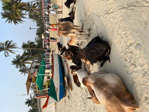 Cows resting on a sandy beach with boats nearby.