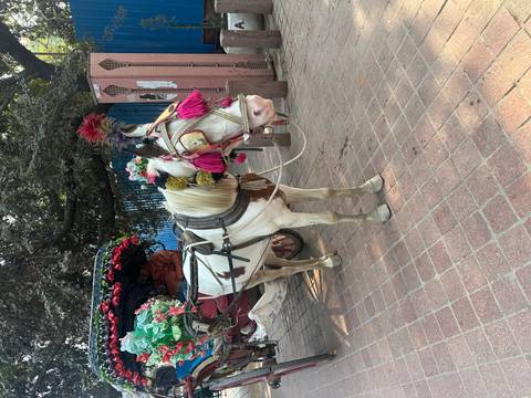 Decorated white horse standing on a paved area.