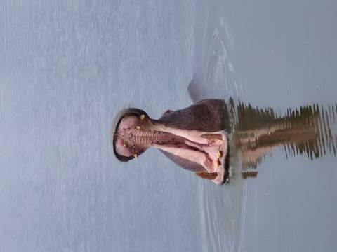 A yawning hippopotamus in the water.