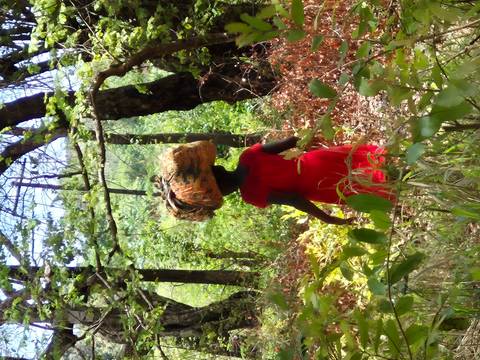 A person walking in a forest carrying a bundle on their head.