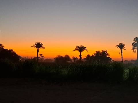 Silhouettes of palm trees against a vibrant sunset sky.