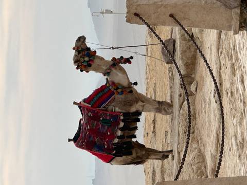 Camel with colorful saddlery in desert setting
