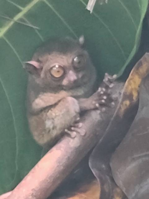 A blurry close-up of a tarsier in a tree.