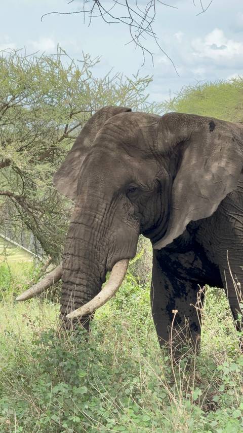 Close-up of an elephant in a natural setting.