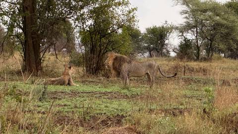 Lion and lioness in the wilderness.