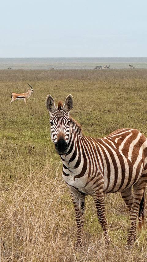 Zebra in the wild looking at the camera.